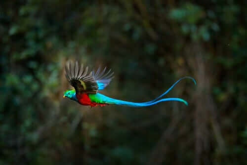 Quetzal in volo