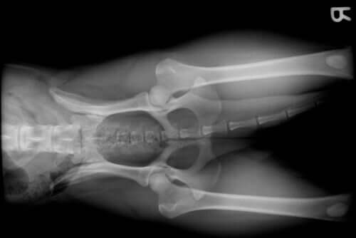 Radiografia pelvi del cane