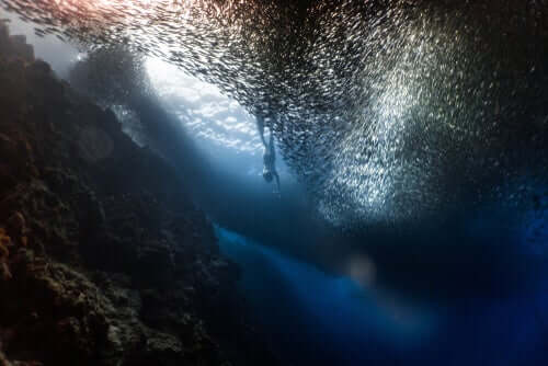 sardine e sub