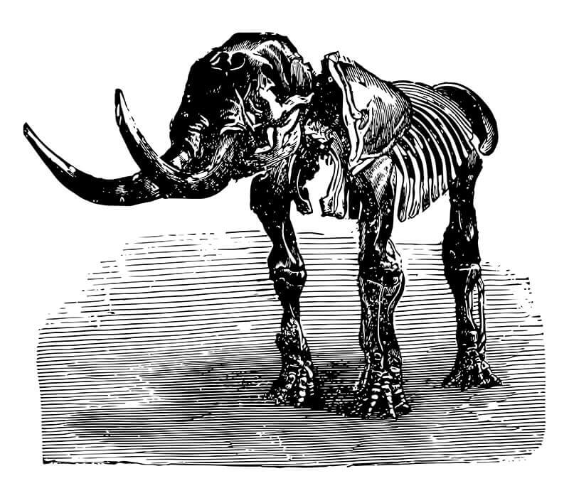 rappresentazione dello scheletro di un mastodonte estinto