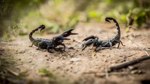 Gli scorpioni: 8 fatti curiosi da conoscere