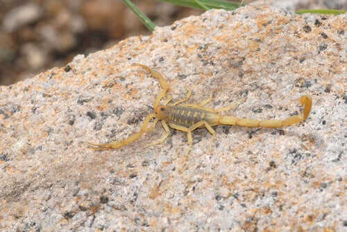 Scorpione dell'Arizona