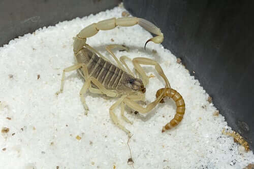 Scorpione che mangia un lombrico