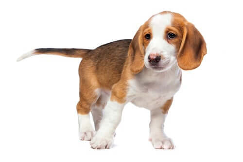 Cucciolo di segugio della Vestfalia