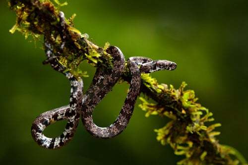 La strana dieta dei serpenti scoperti in Ecuador