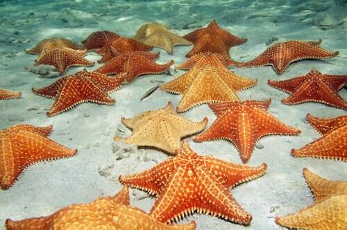 Gruppo di stelle marine sul fondo