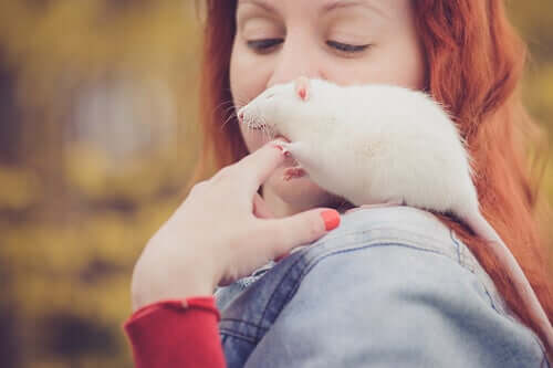 L'intelligenza dei topi è tale che sono ottimi animali domestici