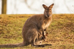 Il wallaroo orientale: conoscete questo tenero animale?