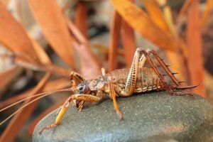 Il weta, uno degli insetti più grandi del pianeta
