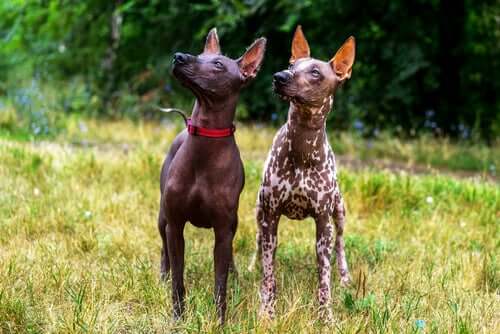 Coppia di xoloitzcuintle