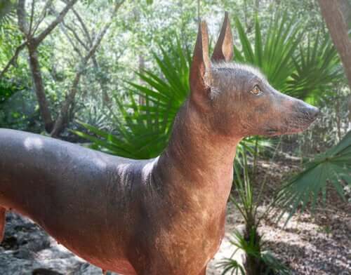 Xoloitzcuintle in mezzo alla natura