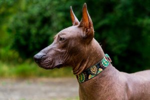 Lo xoloitzcuintle: il cane dal nome più strano in assoluto