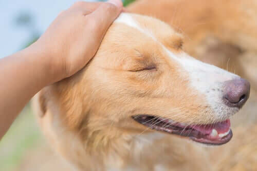 Si può possibile applicare l'olio di lavanda per cani praticando dei massaggi all'animale