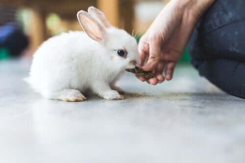 L'importanza del fieno nell'alimentazione dei conigli