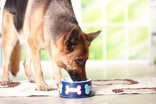 Alimentazione del cane: quando è anziano, la sua dieta deve essere povera di calorie e proteine