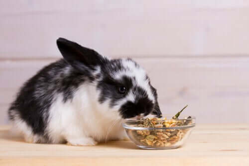 Alimentazione del coniglio: il mangime va offerto come un integratore dell'alimento principale