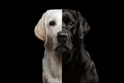 Cani clonati: è lecito clonare un cane che amiamo?
