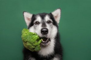 Animali domestici vegani: la dieta vegana influisce sulla loro salute?