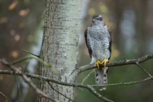 L'astore: caratteristiche, comportamento e habitat