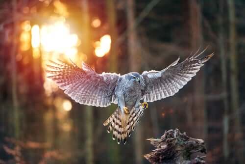 Astore che sta per atterrare su un ramo