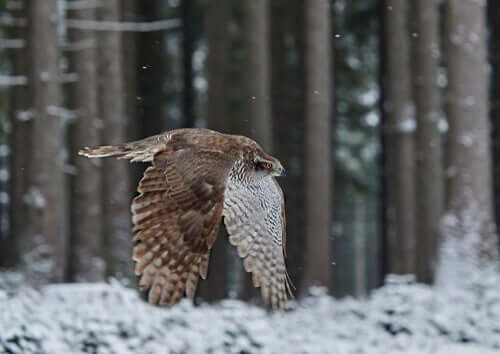 Rapace che vola in un bosco