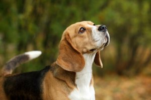 Addestrare un beagle: consigli per riuscirci al meglio