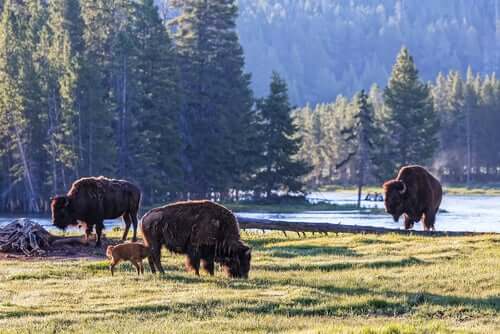 Yellowstone ospita un gran numero di esemplari di bisonte