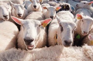 Uno studio dimostra che le pecore riconoscono le persone