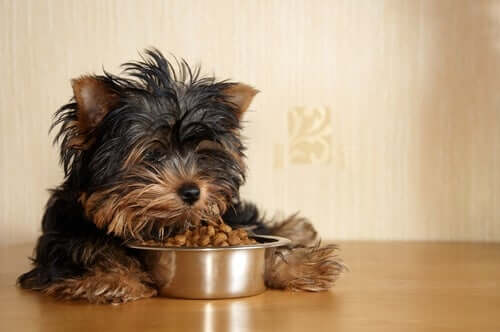 conservar a comida de cães