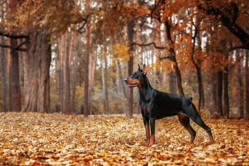 Cane da guardia in un bosco