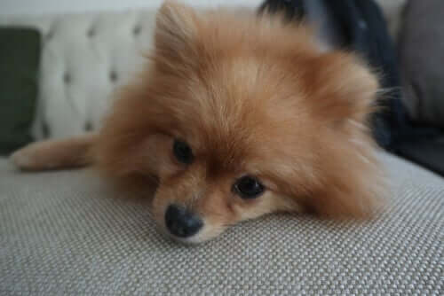 Le punture di insetto possono essere davvero pericolose per il vostro cane