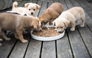 L'alimentazione del cane in base all'età