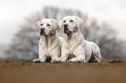 Due cani clonati bianchi