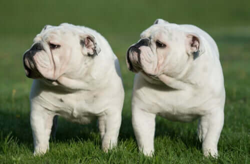 Due cani bianchi molto simili