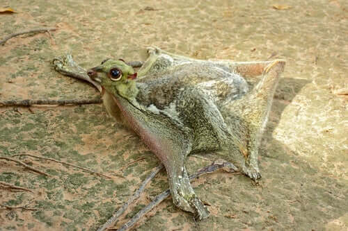 Galeopiteco o colugo per terra