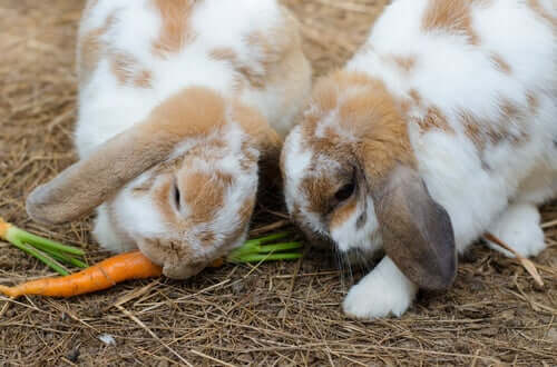La verdura è molto importante nell'alimentazione del coniglio, ma va offerta in quantità moderate