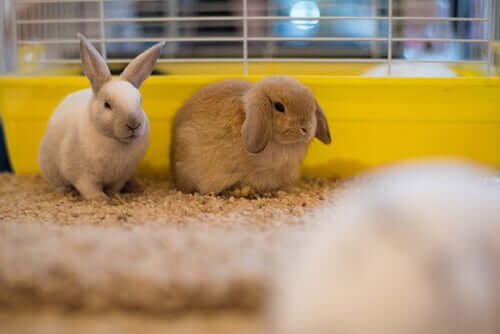 fieno e alimentazione dei conigli: un binomio imprescindibile