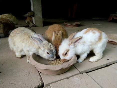 L'alimentazione del coniglio: quanto e quando deve mangiare?