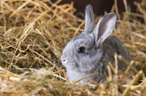 il fieno è una componente fondamentale nell'alimentazione dei conigli