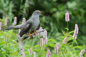 Curiosità sul cuculo, il volatile mascherato