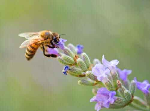 7 incredibili curiosità sulle api che vi stupiranno