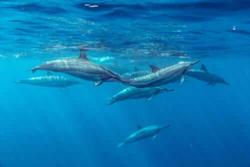 Mare nostrum: perché è importante prendersi cura dei mari