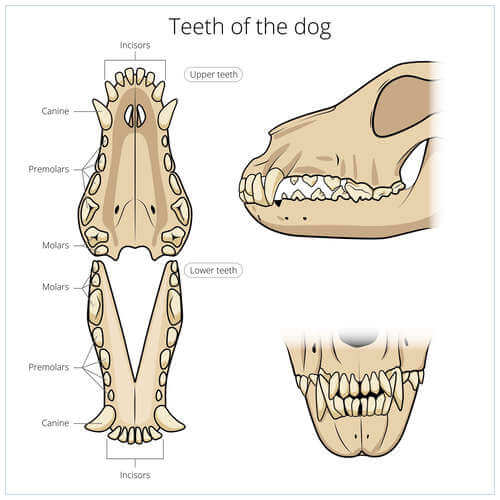 Denti del cane: disegno esplicativo