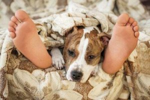 Dormire con gli animali domestici è sicuro?