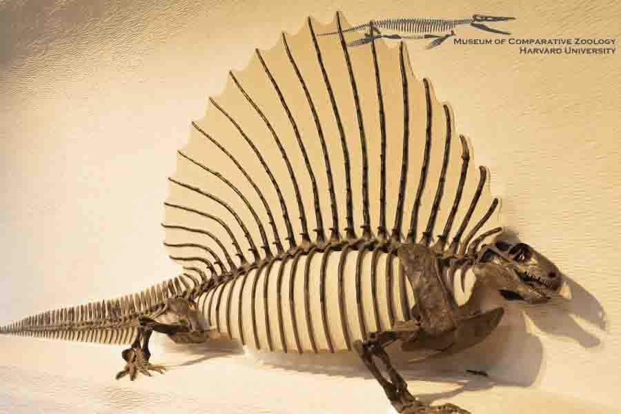 Rappresentazione dell'edaphosaurus