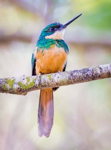 Jacamar codarossiccia