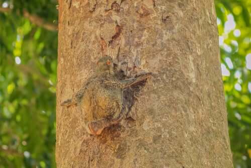 Galopiteco su un albero