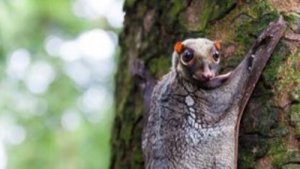 Galeopiteco o colugo: caratteristiche e comportamento
