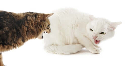 Dare un compagno al proprio gatto può essere una misura per incanalare altrove la sua aggressività