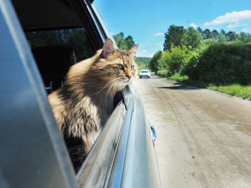Come trasportare un gatto nervoso in auto